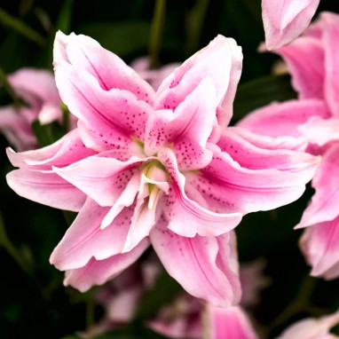 Lis Oriental Double Rose - Lilium | Achat direct au producteur