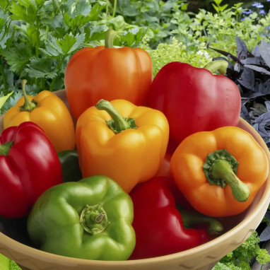 Poivron 'Lamuyo' - Capsicum annuum | Achat direct au producteur