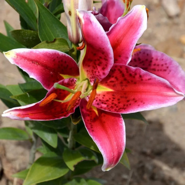 Lis Oriental Rose Foncé - Lilium | Achat direct au producteur