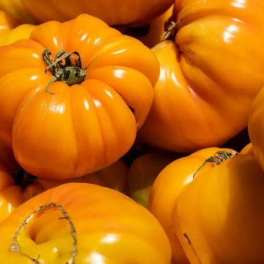 Tomate 'Ananas' - Solanum lycopersicum | Achat direct au producteur