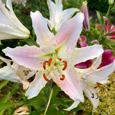 Lis oriental Virtuoso - Lilium | Achat direct au producteur