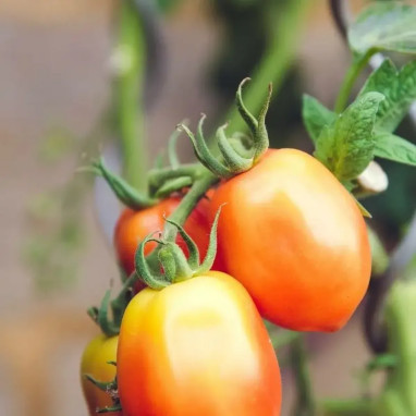 Tomate 'Cencara' F1 - Solanum | Achat direct au producteur