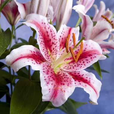 Lis Oriental Stargazer - Lilium | Achat direct au producteur