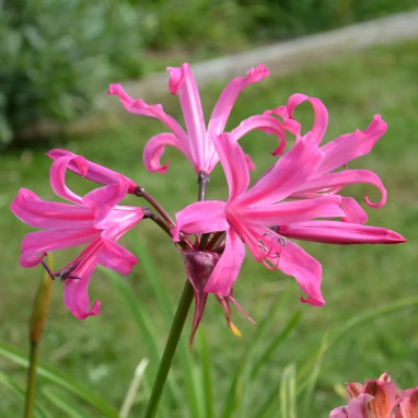 Amarine Belladiva Anastasia - Amarine | Achat direct au producteur