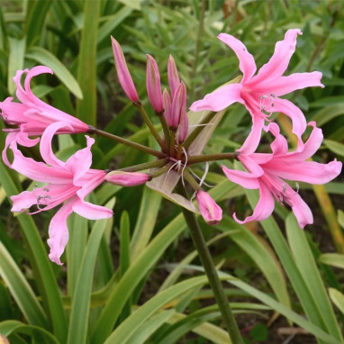 Amarine Belladiva 'Aphrodite' - Amarine | Achat direct au producteur