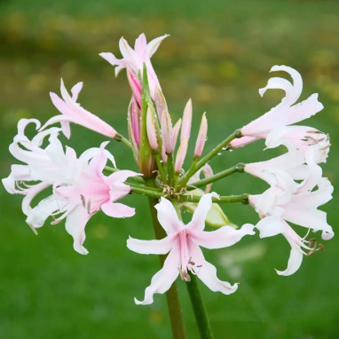 Amarine Belladiva 'Emmanuelle' - Amarine | Achat direct au producteur