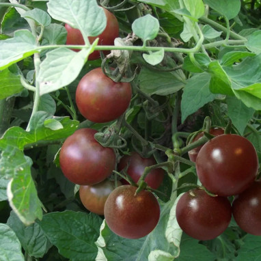 Tomate cerise 'Black Cherry' - Solanum | Achat direct au producteur