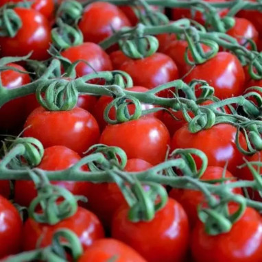 Tomate cerise 'Apero' F1 - Solanum | Achat direct au producteur