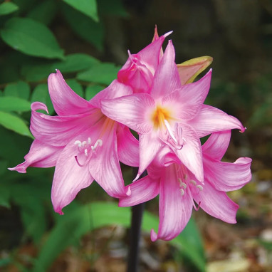 Amaryllis belladonna - Lis de la belle dame | Achat producteur