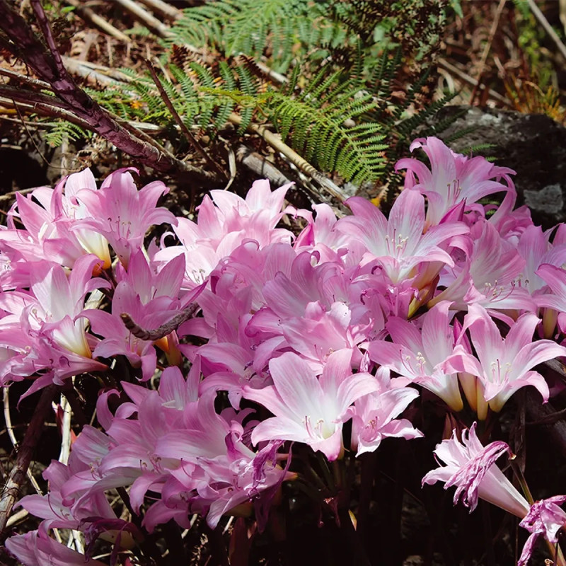 Amaryllis belladonna - Lis de la belle dame | Achat producteur