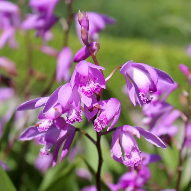 Bletilla striata hyacinthina - Bletilla | Achat direct au producteur