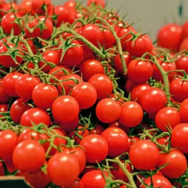 Tomate 'Crokini' - Solanum | Achat direct au producteur