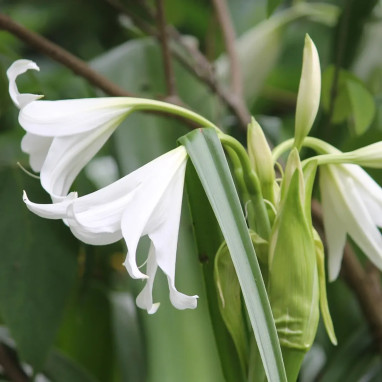 Crinum x powellii alba - Crinum | Achat direct au producteur