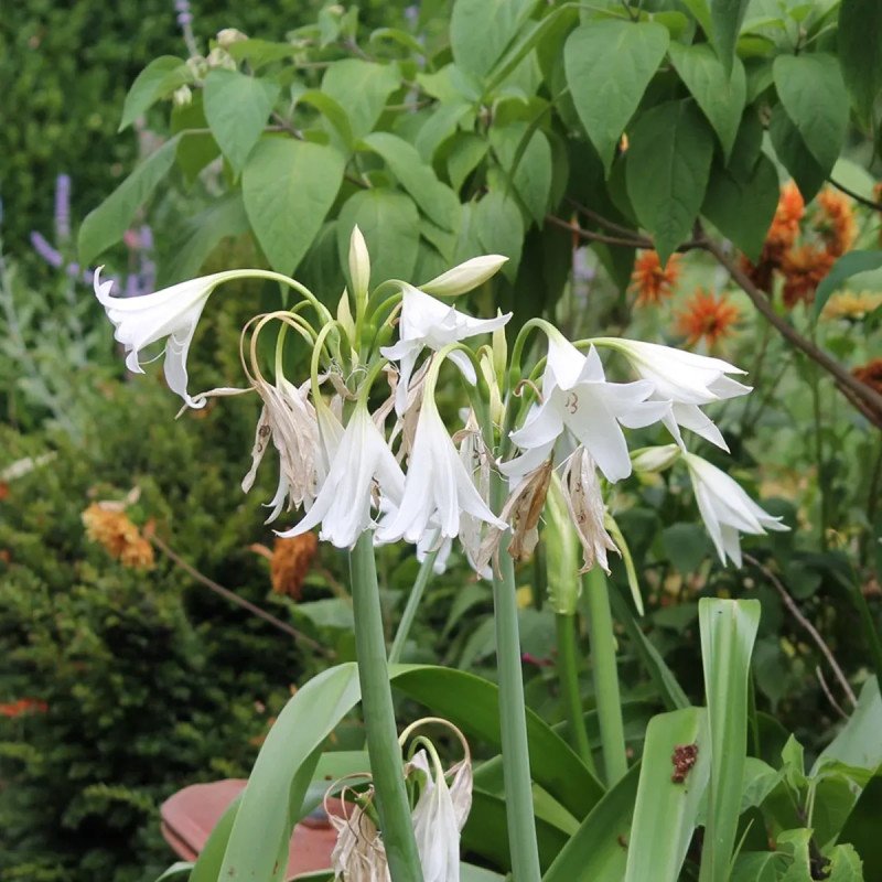 Crinum x powellii alba - Crinum | Achat direct au producteur