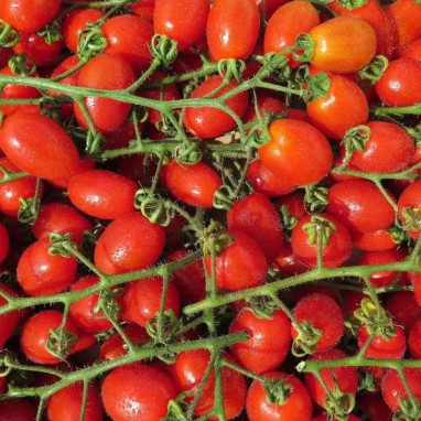 Tomate cerise 'Tutti Frutti' F1 - Solanum | Achat direct au producteur