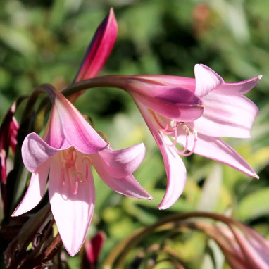 Crinum x powellii Rose - Crinum | Achat direct au producteur