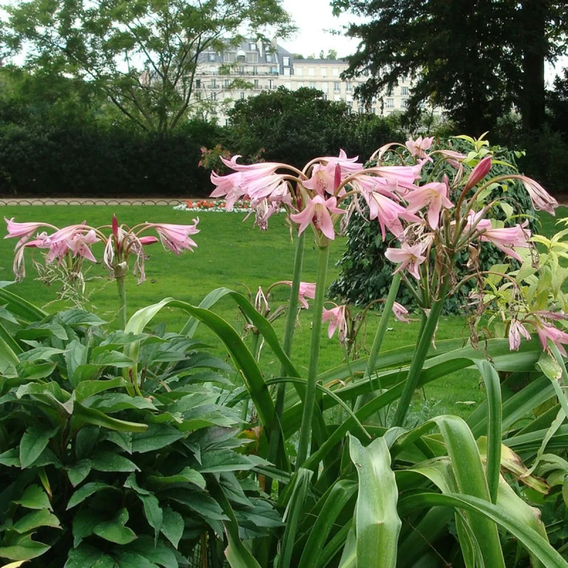 Crinum x powellii Rose - Crinum | Achat direct au producteur