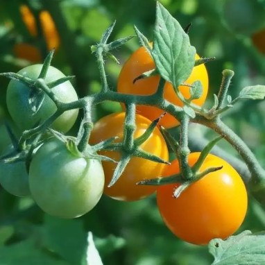 Tomate cerise 'Star Gold' F1 - Solanum | Achat direct au producteur