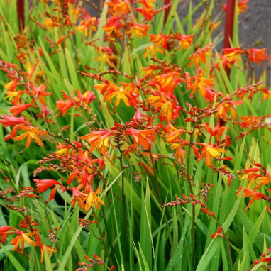Crocosmia 'Babylon' - Montbretia | Achat direct au producteur