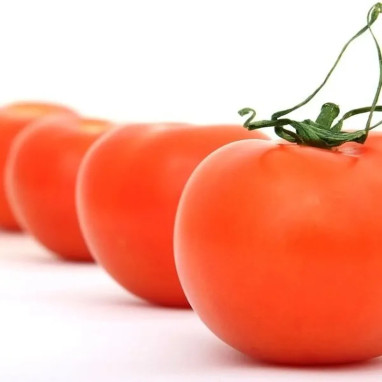 Tomate 'Cobra' F1 - Solanum lycopersicum | Achat producteur