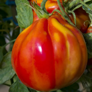 Tomate 'Cuor di Bue' vraie cœur de bœuf | Achat direct au producteur
