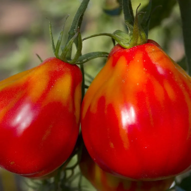 Tomate 'Corazon' - Solanum lycopersicum | Achat direct au producteur