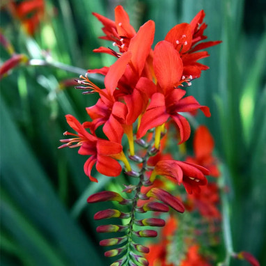 Crocosmia 'Lucifer' - Montbretia | Achat direct au producteur