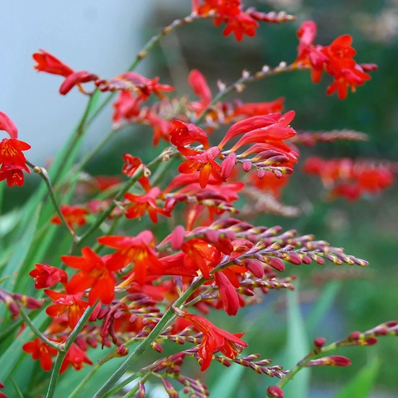 Crocosmia 'Lucifer' - Montbretia | Achat direct au producteur