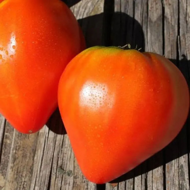 Tomate cœur de bœuf 'Cauralina' F1 - Solanum | Achat producteur