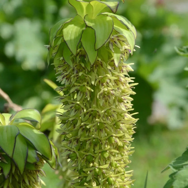 Eucomis bicolor - Fleur ananas | Achat direct au producteur