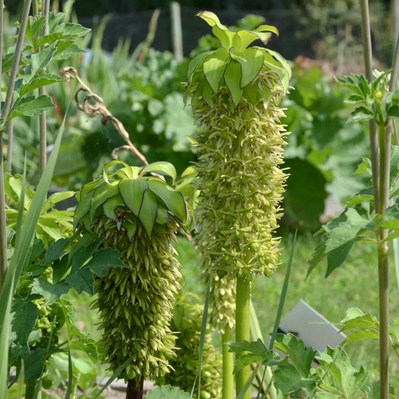 Eucomis bicolor - Fleur ananas | Achat direct au producteur