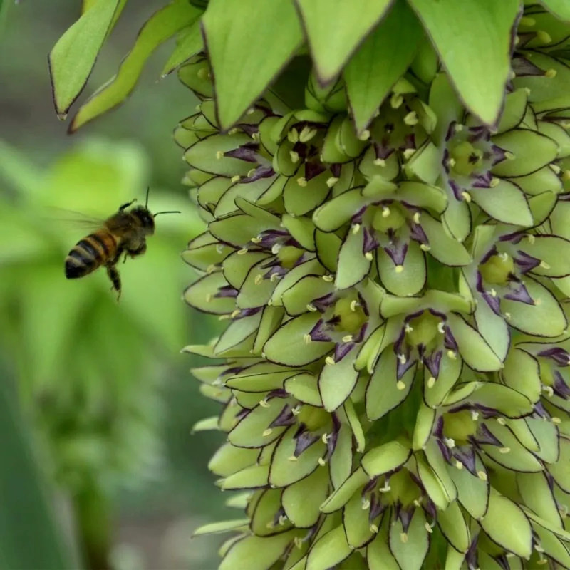 Eucomis bicolor - Fleur ananas | Achat direct au producteur