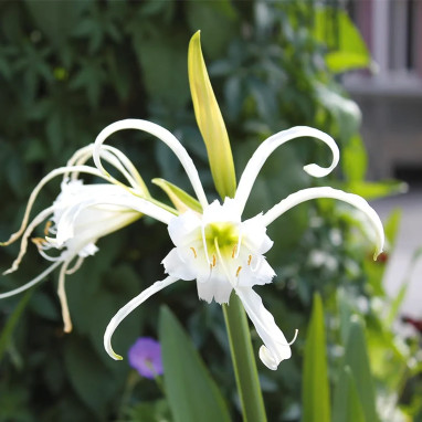 Ismène Festalis - Hymenocallis | Achat direct au producteur