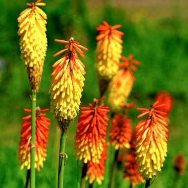 Kniphofia tritoma - Tison du diable | Achat direct au producteur
