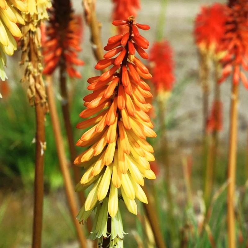 Kniphofia tritoma - Tison du diable | Achat direct au producteur