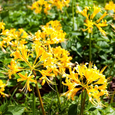 Lycoris aurea - Lycoris | Achat direct au producteur