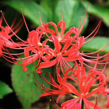 Lycoris radiata - Lycoris | Achat direct au producteur