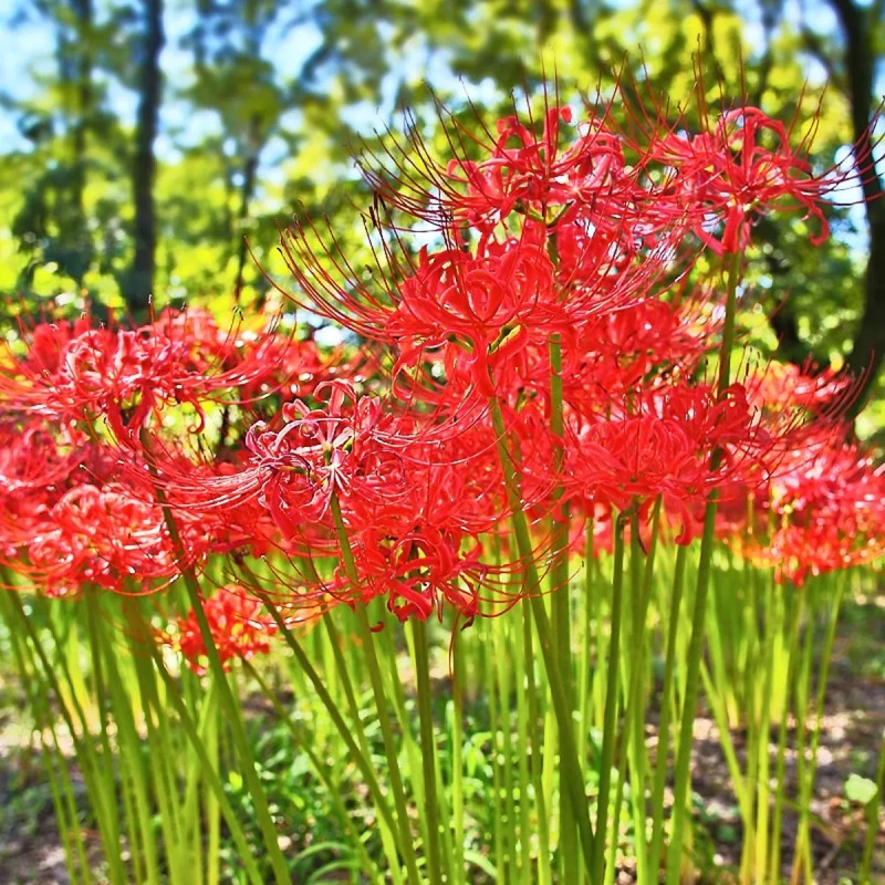 Lycoris radiata - Lycoris | Achat direct au producteur