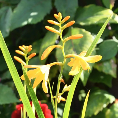 Montbretia 'George Davison' - Crocosmia | Achat direct au producteur