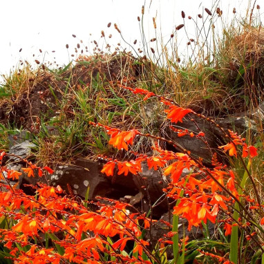 Montbretia Mélange - Crocosmia | Achat direct au producteur