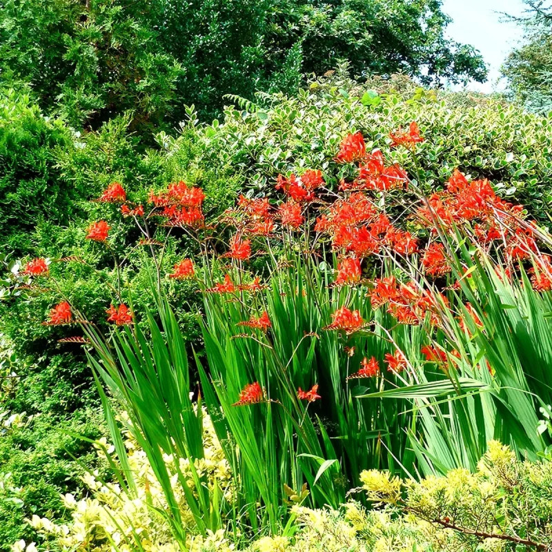 Montbretia Mélange - Crocosmia | Achat direct au producteur