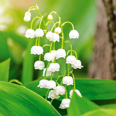 Muguet Nantais - Convallaria | Achat direct au producteur