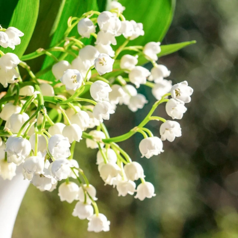 Muguet Nantais - Convallaria | Achat direct au producteur