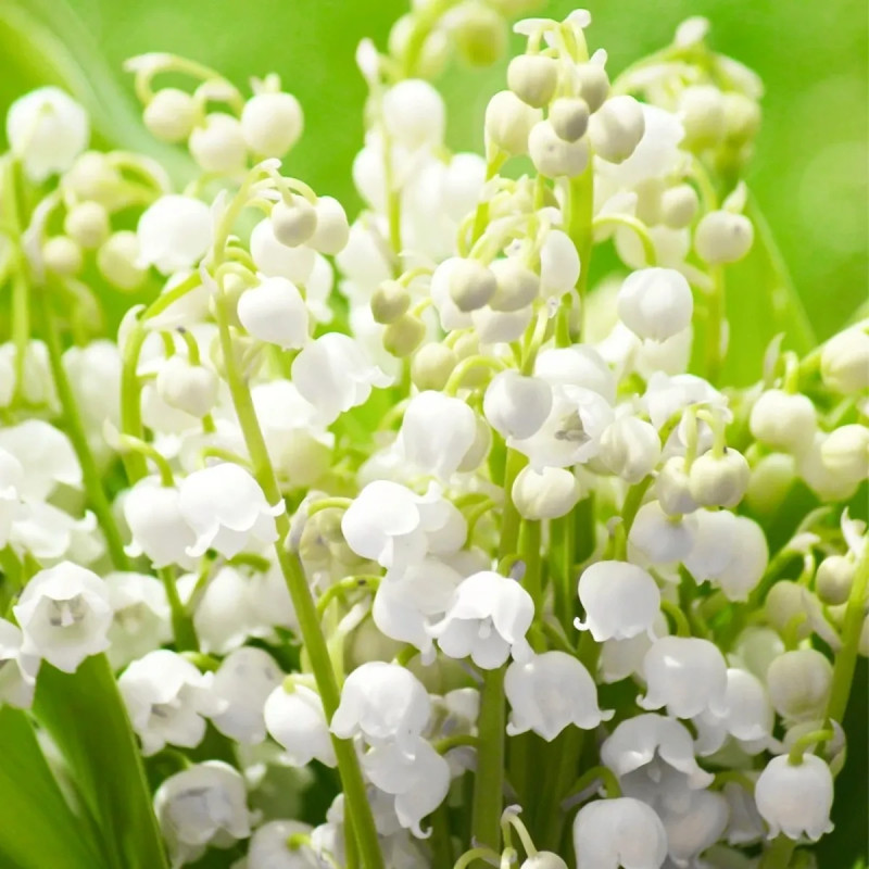 Muguet Nantais - Convallaria | Achat direct au producteur