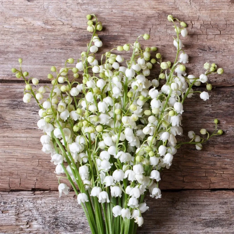 Muguet Nantais - Convallaria | Achat direct au producteur