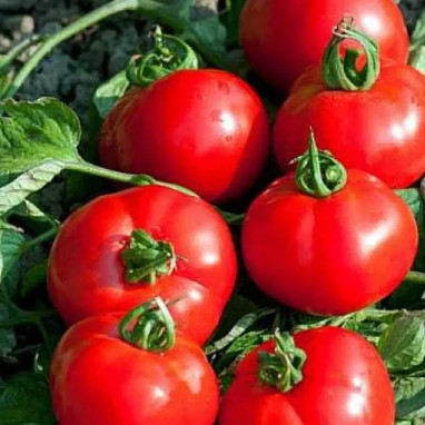 Tomate 'Fournaise' F1 - Solanum | Achat direct au producteur