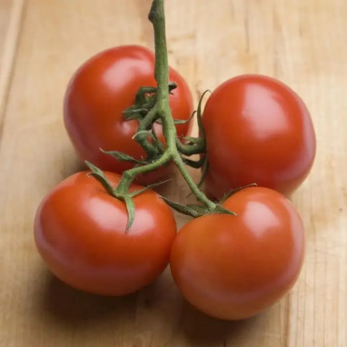 Tomate 'Fantasio' F1 - Solanum | Achat direct au producteur
