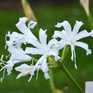 Nérine blanche 'Alba' - Nerine bowdenii | Achat direct au producteur