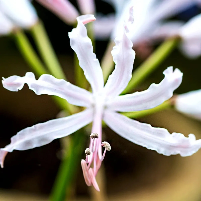 Nérine blanche 'Alba' - Nerine bowdenii | Achat direct au producteur