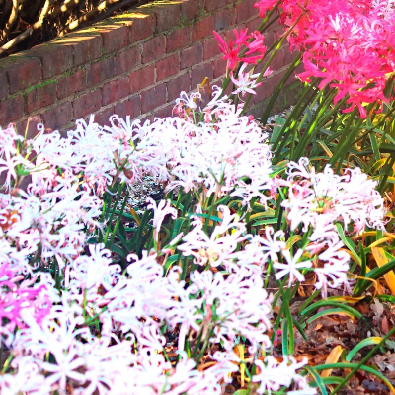 Nérine blanche 'Alba' - Nerine bowdenii | Achat direct au producteur
